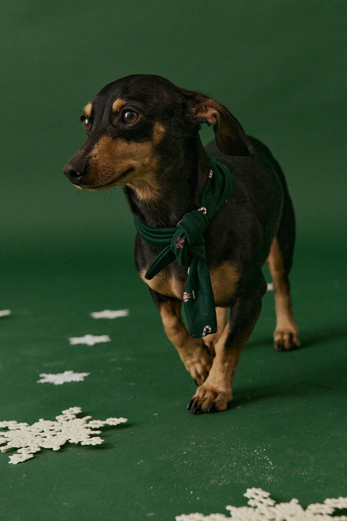 Nutcracker Paws - PREVENTA