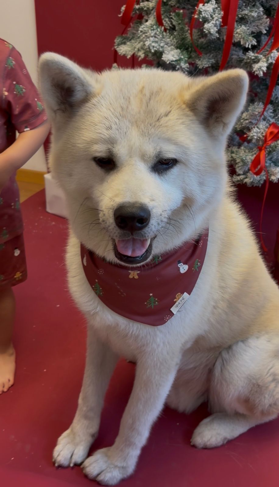 MERRY PAWS