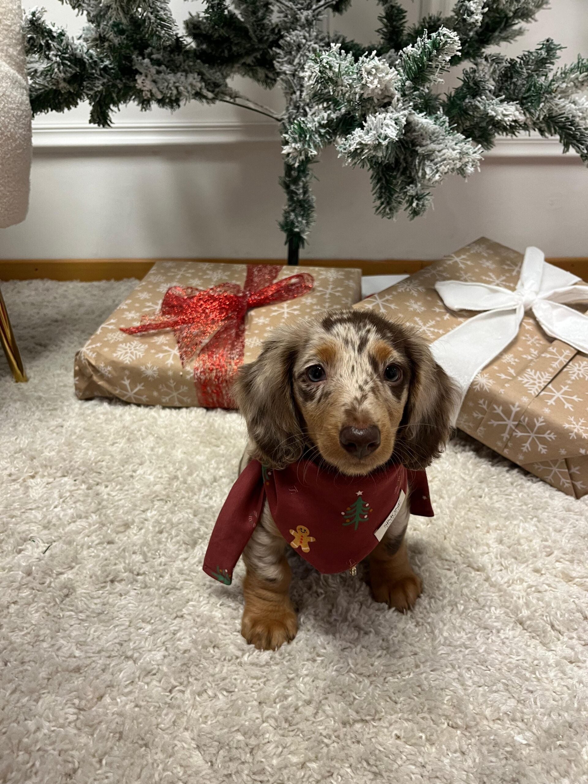 MERRY PAWS