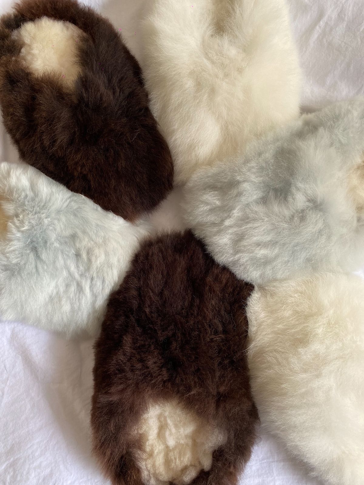 Alpuffas Teddy